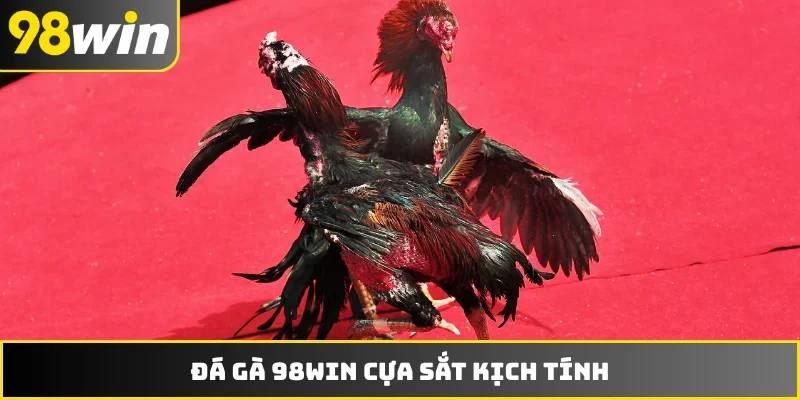 Đá gà 98WIN cựa sắt kịch tính