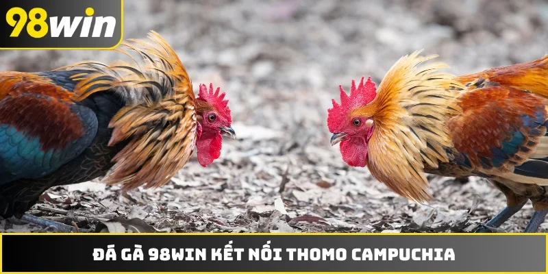 Đá gà 98WIN kết nối Thomo Campuchia