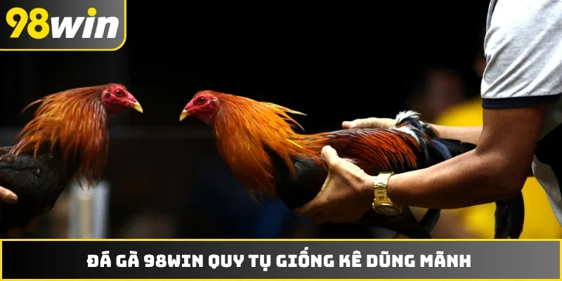 Đá gà 98WIN quy tụ giống kê dũng mãnh