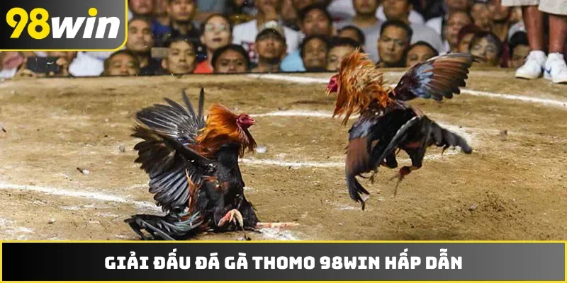 Giải đấu đá gà Thomo 98WIN hấp dẫn