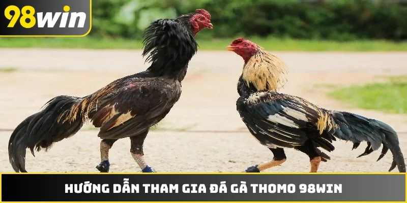 Hướng dẫn tham gia đá gà Thomo 98WIN