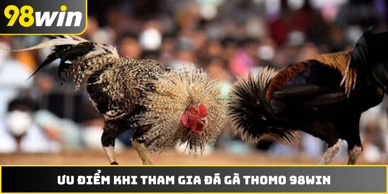 Ưu điểm khi tham gia đá gà Thomo 98WIN